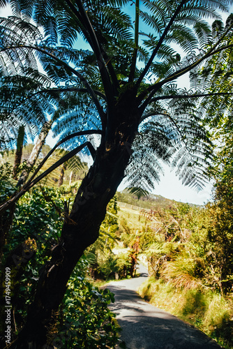 Fotografía del trayecto hacia Cathedral Cove Beach en la Peninsula de Coromandel en Nueva Zelanda.