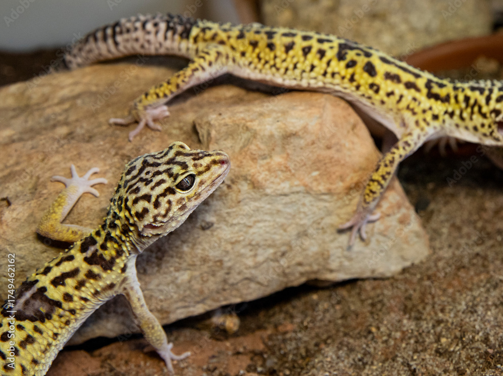 Naklejka premium Small exotic lizard exploring terrarium habitat details, leopard gecko reptile