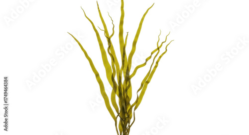Bild auf Leinwand Isolated clump of bladderwrack seaweed, a type of brown algae with air bladders