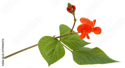 Obraz na płótnie Isolated runner bean flowers and foliage, red blossoms, natural botanical beauty