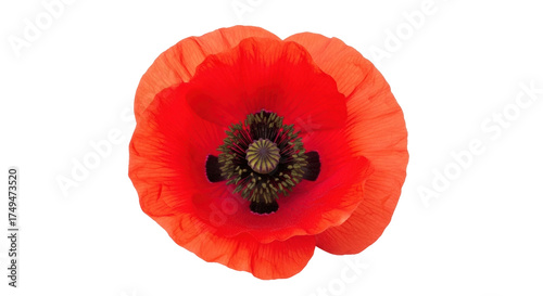 Obraz na plátně Isolated bright red poppy flower in full bloom on a bright day with intense colo