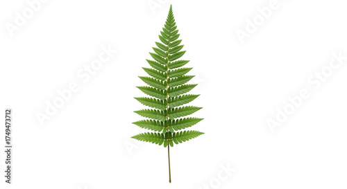 Fotografie Isolated Fern Leaf on a Plain Background—Botanical Green Foliage, Textured Plant
