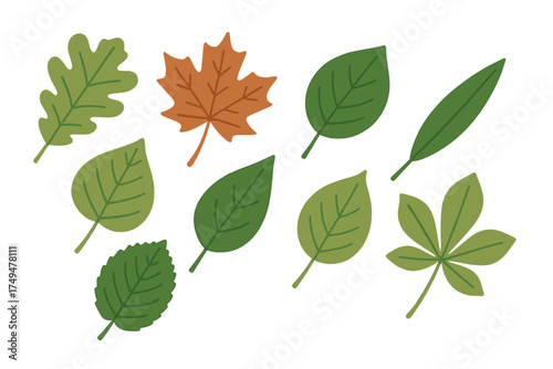 Assorted deciduous tree leaves collection in green and autumn colors