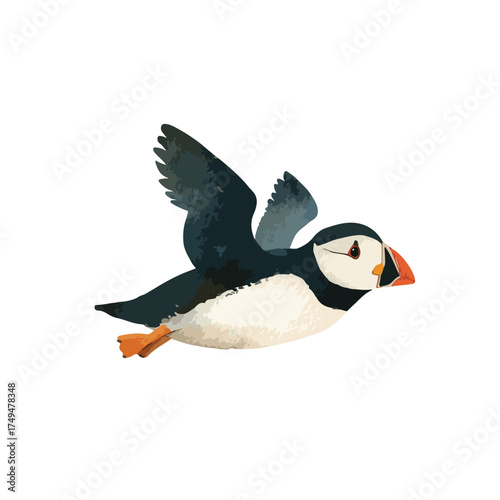 Flying Atlantic Puffin Bird Illustration.