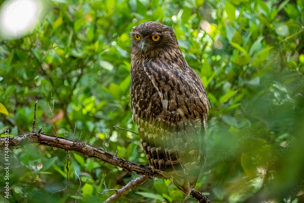 Fototapeta premium A Brown Fish Owl perches on a branch, its striking yellow eyes gazing intently forward. The owl's mottled brown and white plumage provides camouflage against the leafy green background.