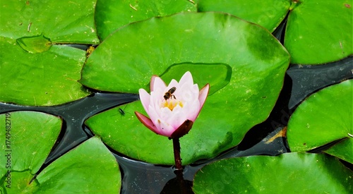 Fotografie Pink waterlily flower with green leaves and bee tropical flower background