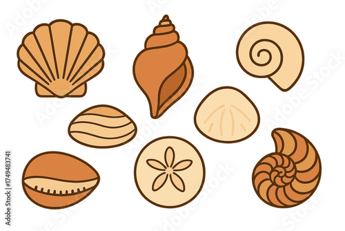Collection of various seashells and marine objects including a sand dollar in earthy tones