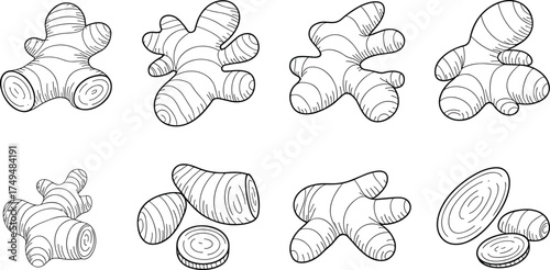Detailed black and white ginger root illustration set, hand-drawn botanical sketch of fresh organic spice rhizome for cooking and herbal design