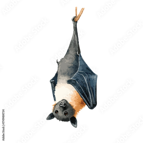 Cute Flying Fox Bat Hanging Upside Down Illustration.