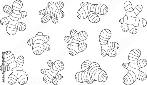 Detailed black and white ginger root illustration set, hand-drawn botanical sketch of fresh organic spice rhizome for cooking and herbal design