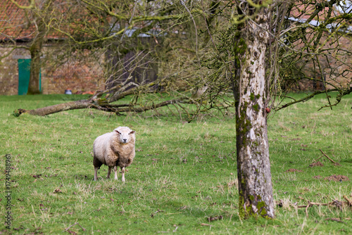 A single fluffy sheep stands in a lush green pasture, with a weathered tree trunk in the foreground and a rustic farm building visible under a canopy of bare branches.