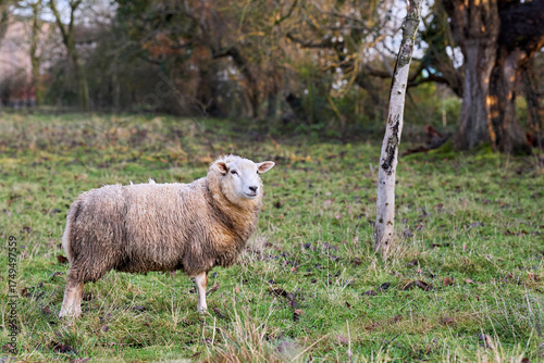 A fluffy sheep stands attentively in a vibrant green field, with bare trees in the tranquil background under natural light.