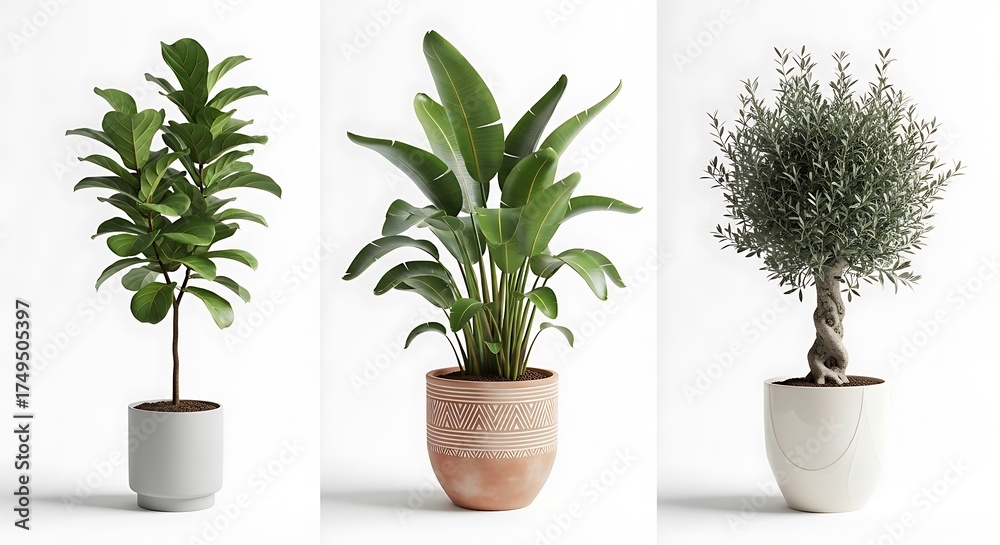 Fototapeta premium Indoor Plant Collection - Fiddle Leaf Fig, Bird of Paradise, Olive Tree.