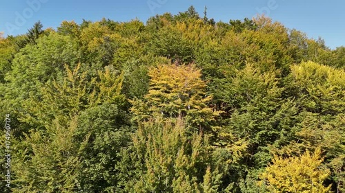 Flug über das Blätterdach eines Bergwaldes in den Alpen im Herbst