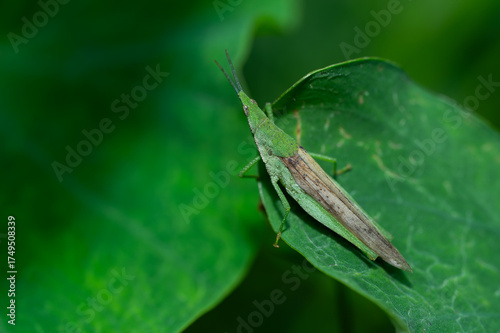The grasshopper is sitting on a green leaf