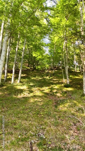 Flug unter dem Blätterdach eines sonnendurchfluteten Mischwalds auf eine Lichtung aa einem Berghang, Vertikal Video