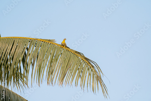 The green pigeon is sitting on a coconut leaf 