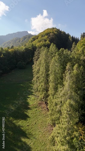 Flug entlang einer Baumreihe an einer Lichtung in einem Bergwald in den Voralpen, Vertikal Video