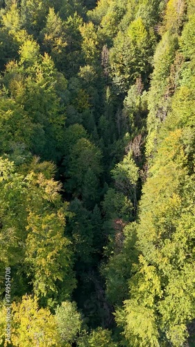Flug über einen Bergwald entlang einer kleinen Schlucht über einem Bergbach, Überflug mit Kameraschwenk, Vertikal Video
