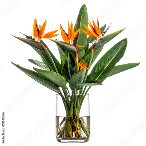 A vibrant bouquet of bird-of-paradise flowers in a clear glass vase