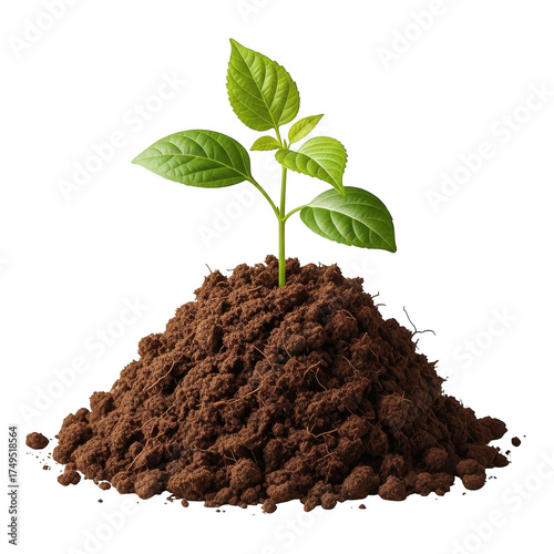 Small green seedling growing from rich brown soil ,png tree
