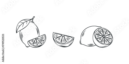 Line Art Citrus Fruit with Slices