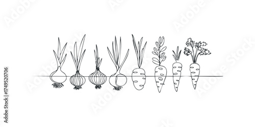 Line drawing of onions and carrots growing