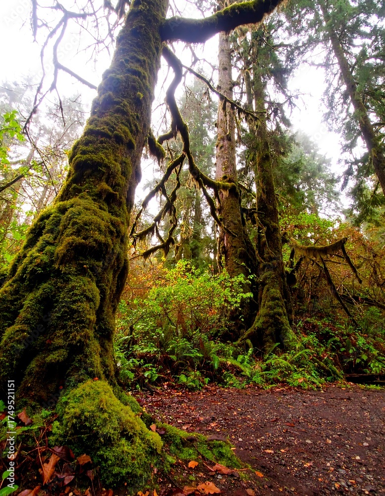 Fototapeta premium A low-angle shot captures moss-covered trees in a lush forest, with a path leading into the verdant depths