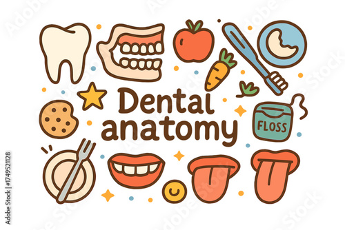 Dental Anatomy Doodles. Dental anatomy. Hand-drawn doodle illustration of Dental anatomy. tooth, molar, jaw,