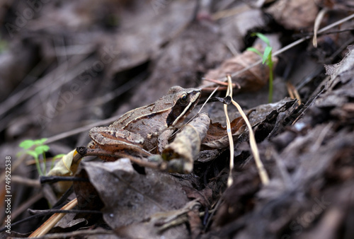 Wood Frog (Rana sylvatica) Camouflaged Among Autumn Leaves in Forest