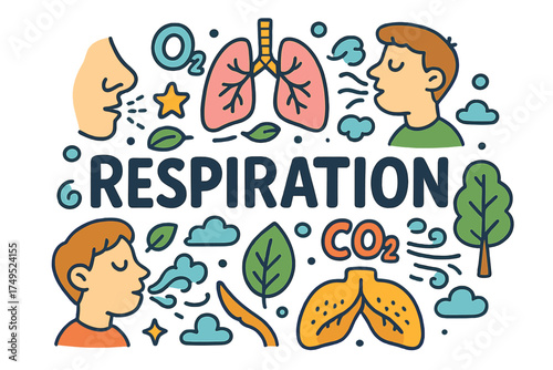 Respiration Doodle Illustration. Respiration. Hand-drawn doodle illustration of Respiration. lungs, nose,
