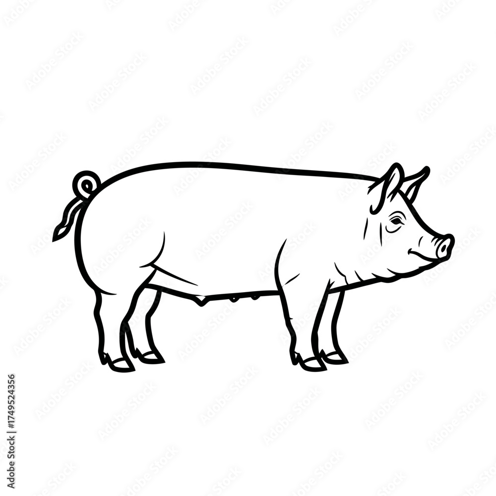 Fototapeta premium vector illustration of a pig