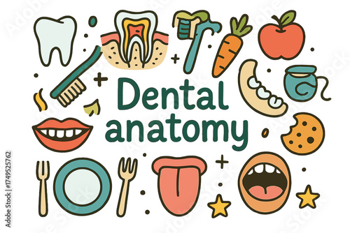Dental Anatomy Doodles. Dental anatomy. Hand-drawn doodle illustration of Dental anatomy. tooth, molar, jaw,