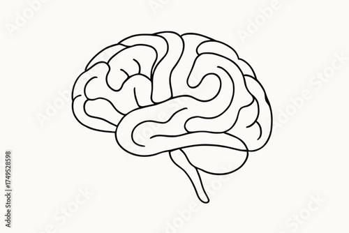 Simple outline of brain anatomy with black lines on white background