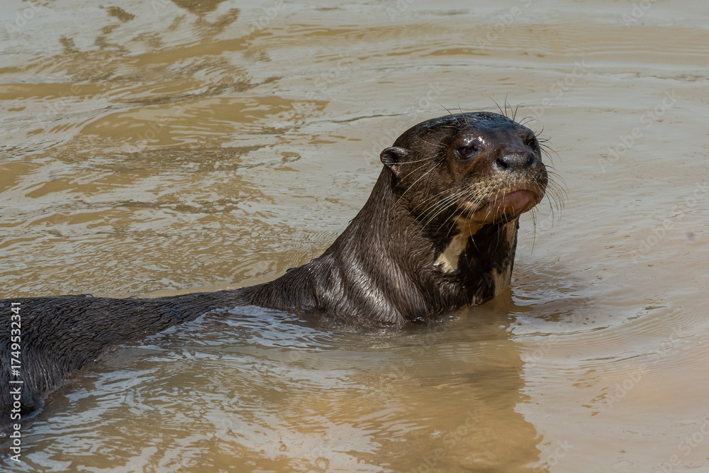 Fototapeta premium Giant river otter ,Pteronura brasiliensis, Endangered specie,Cuiabá River,Pantanal, Mato Grosso, Brazil