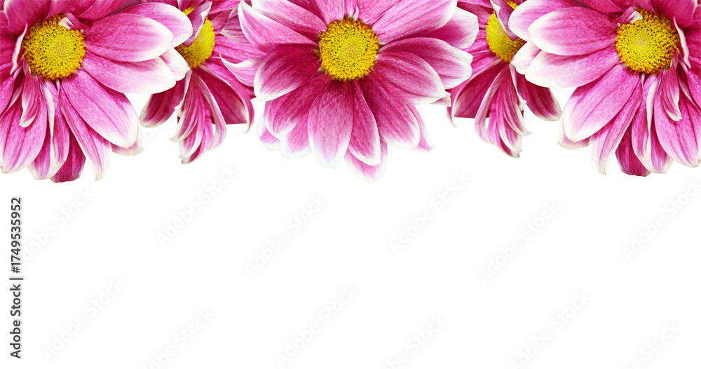 Fototapeta premium Pink chrysanthemum flowers in a border arrangement isolated on white or transparent background