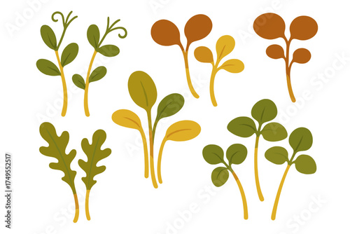 Assortment of fresh organic microgreens and edible sprouts in earthy colors