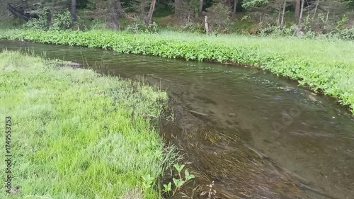 Left turn in the bed of a small river flowing through a clearing with tall grass on the edge of a coniferous forest on a sunny summer morning. The Myonka River, Altai, Siberia, Russia.
