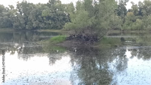 An island with a bush in the middle of a swampy river channel on a sunny summer day. Matveevskaya channel, Novosibirsk, Russia.