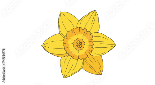 A single bright yellow daffodil flower in full bloom.