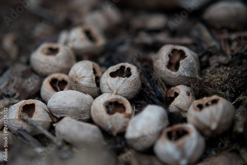 A pile of chewed open nut shells on the forest floor