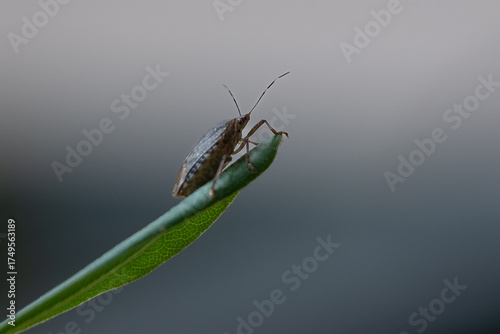 A stink bug perched on a leaf. Macro photography.