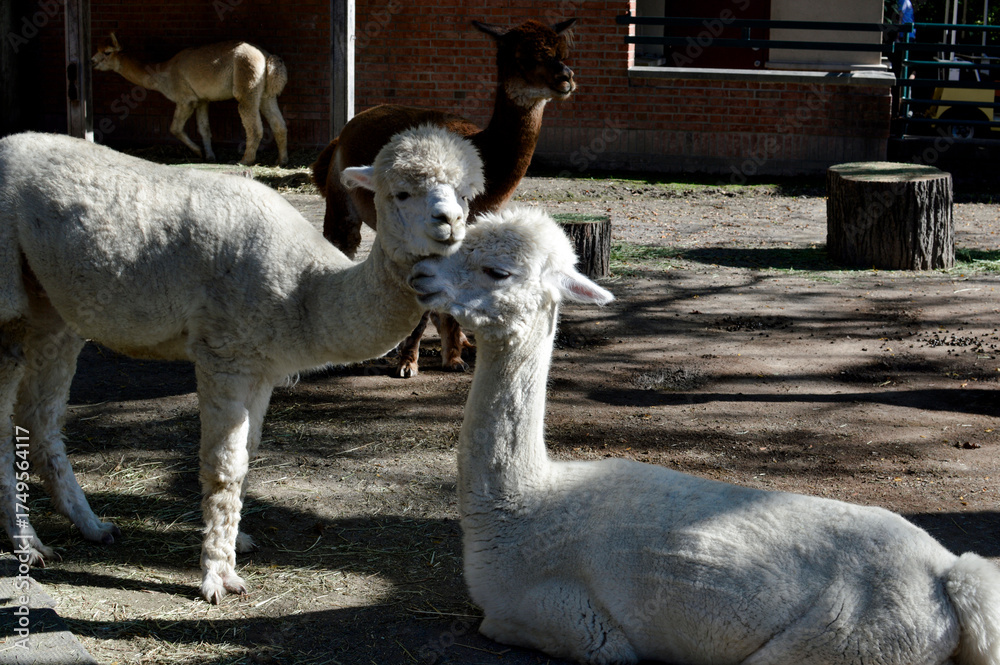 Obraz premium Two white alpacas interacting closely in the foreground with other alpacas and a wooden stump visible in the background of their enclosure.