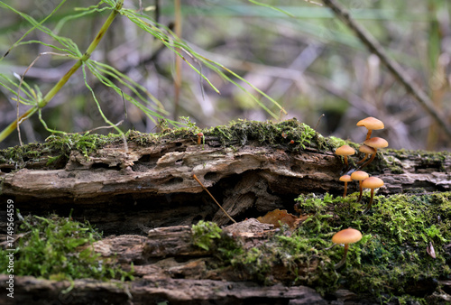 Galerina marginata Mushrooms on Mossy Rotten Log in Forest