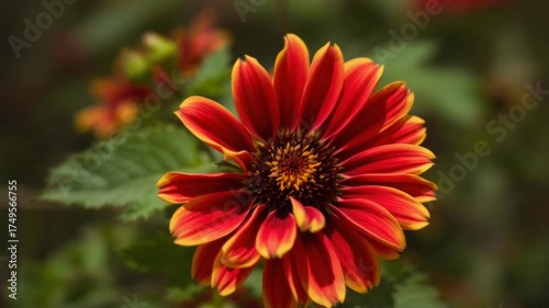 Vibrant Red Flower in Bloom - A Close-Up Look at Natures Beauty.