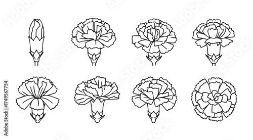 Detailed line drawings of carnation flower stages showing bud to full bloom botanical study vector