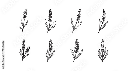 Collection of hand-drawn botanical sprigs with seed pods and leaves botanical illustration elements vector
