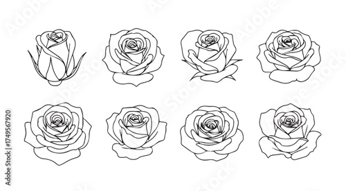 Set of eight hand drawn rose outline sketches diverse angles botanical floral element vector