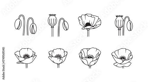 Collection of hand drawn poppy flowers and seed pods botanical sketches nature elements vector