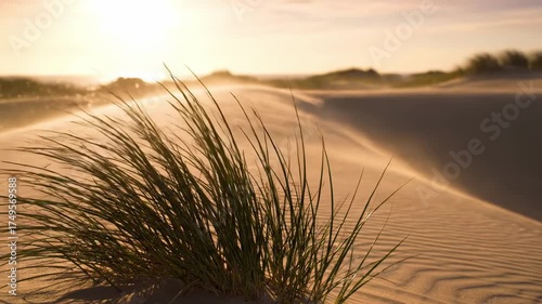 sunrise colorful - A close-up view of delicate grass swaying gently on sand dunes under a warm sunset, casting soft shadows as the sun glimmers in the sky